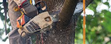 Best Commercial Tree Services  in Muscoda, WI