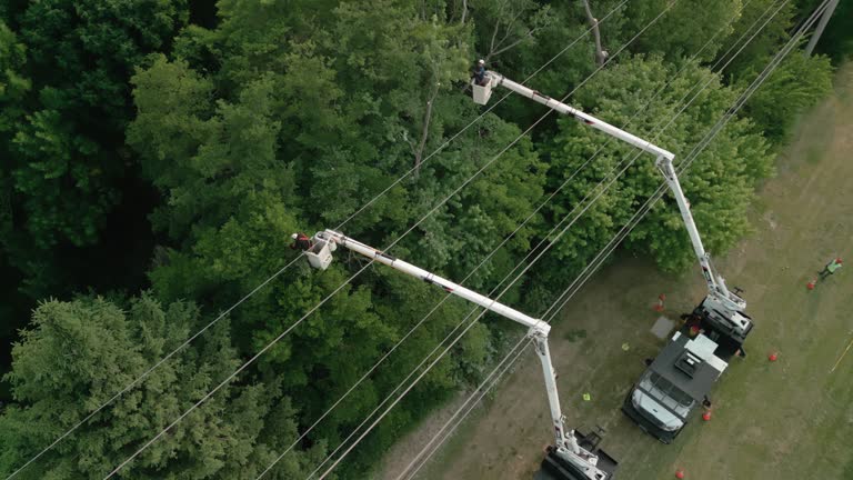 How Our Tree Care Process Works  in  Muscoda, WI